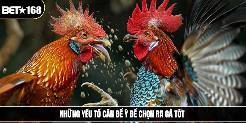 Những yếu tố cần để ý để chọn ra gà tốt 